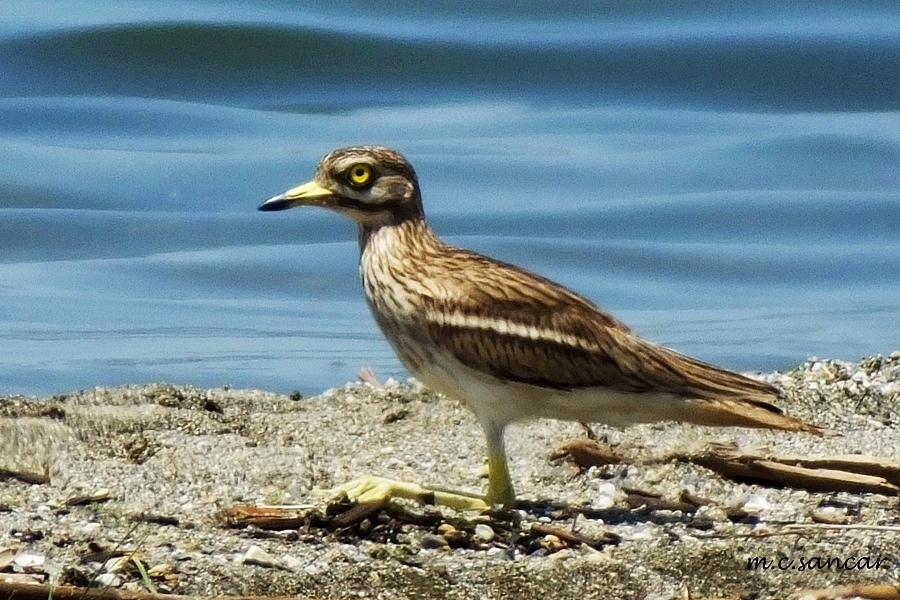 Eurasian Stone-curlew