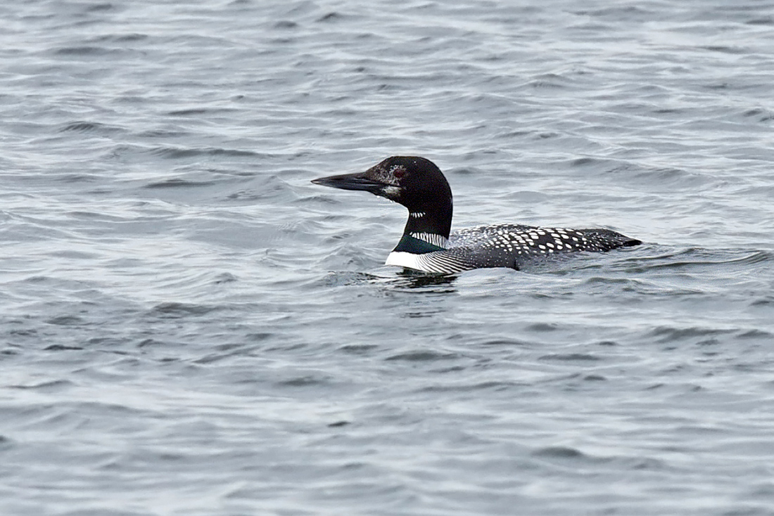 Common Loon