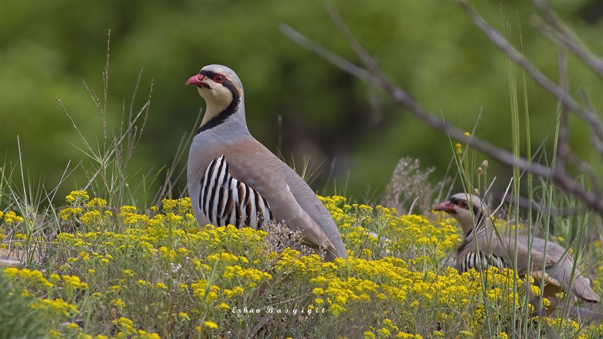 Chukar Partridge