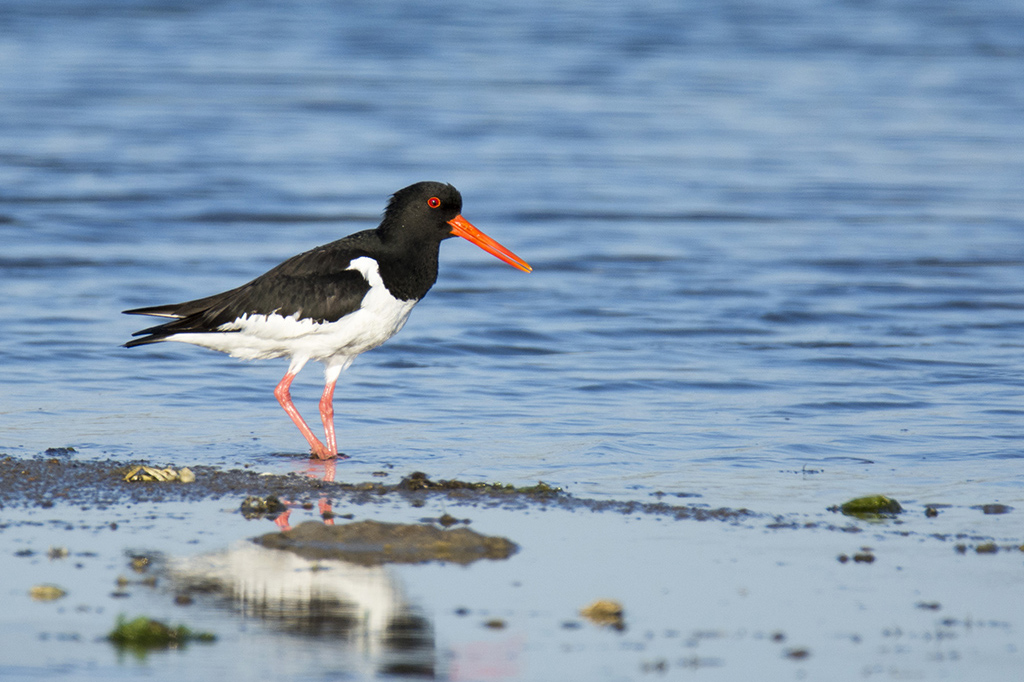 Eurasian Oystercatcher
