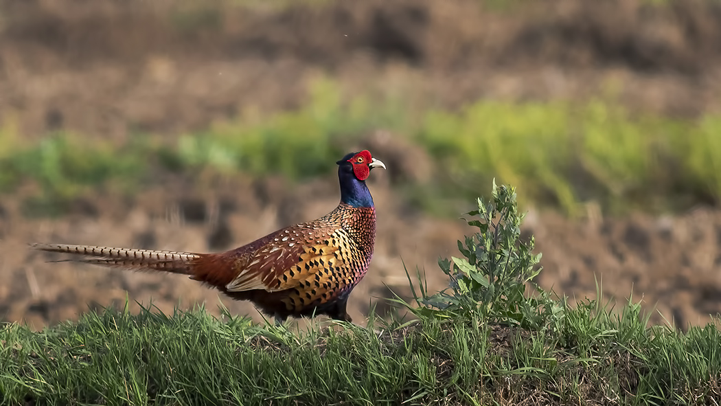 Common Pheasant