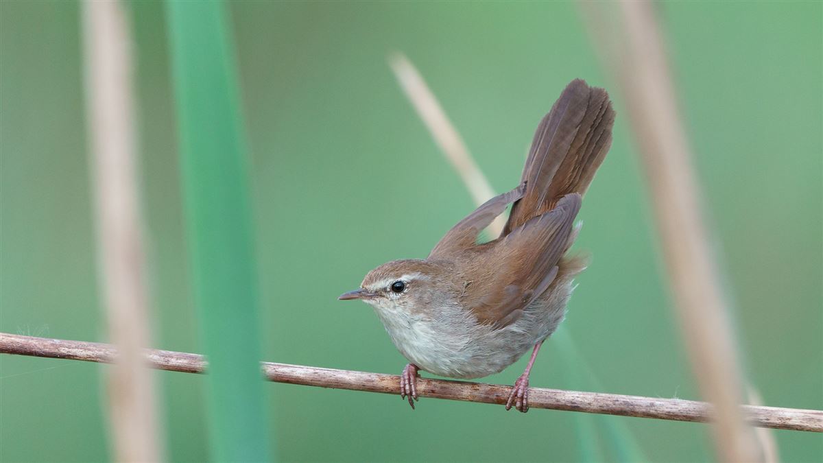 Cetti`s Warbler