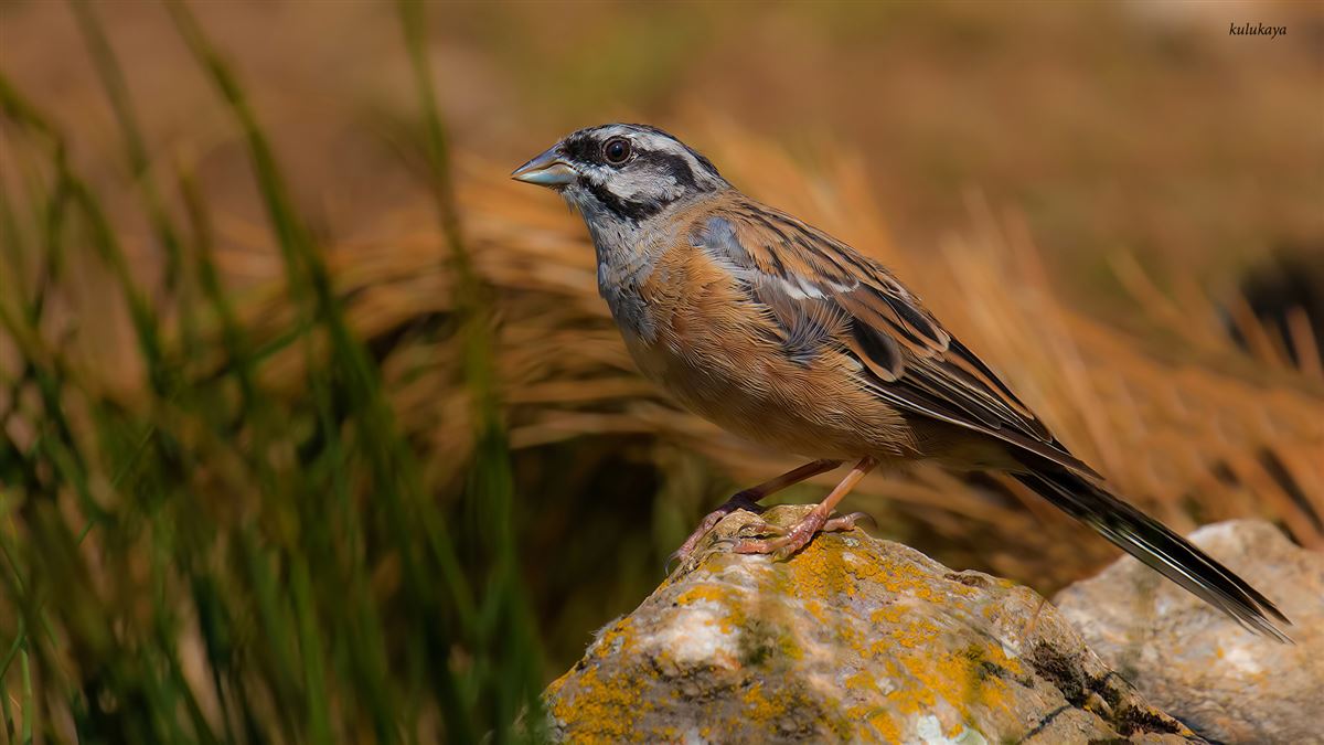 Rock Bunting