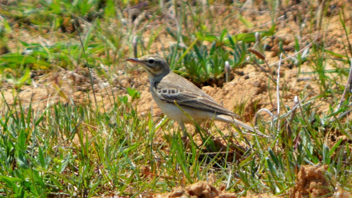 Tawny Pipit