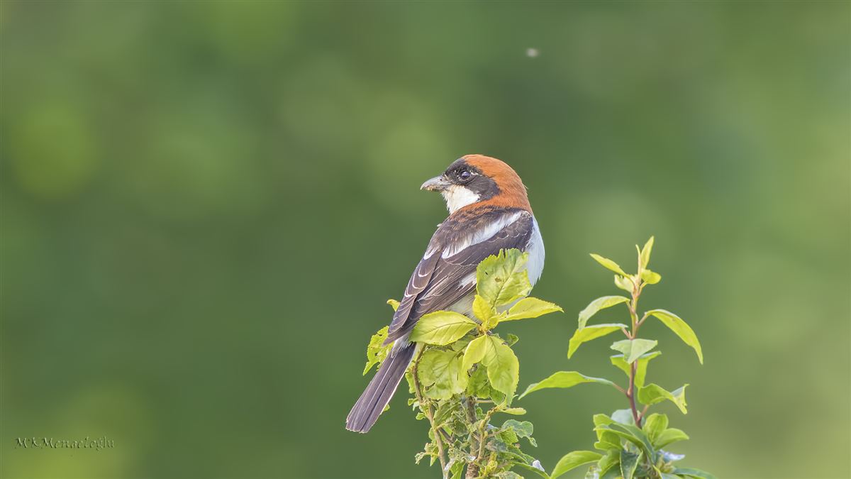 Woodchat Shrike