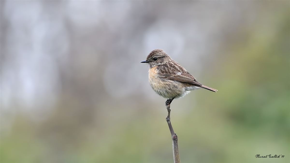 European Stonechat