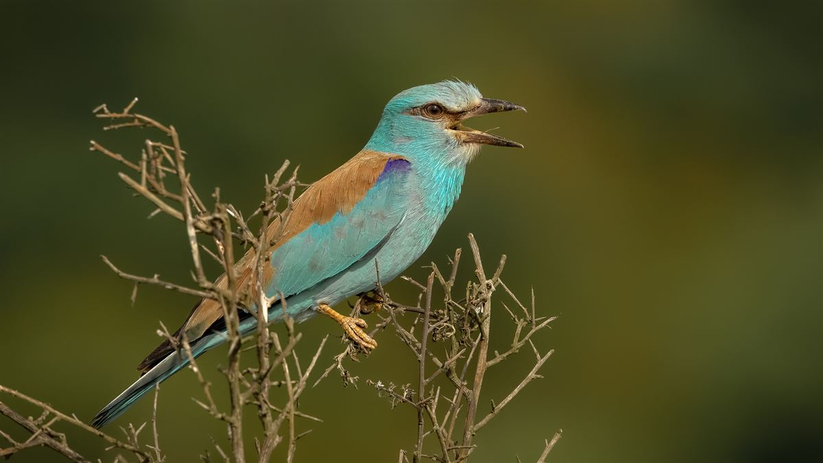 European Roller