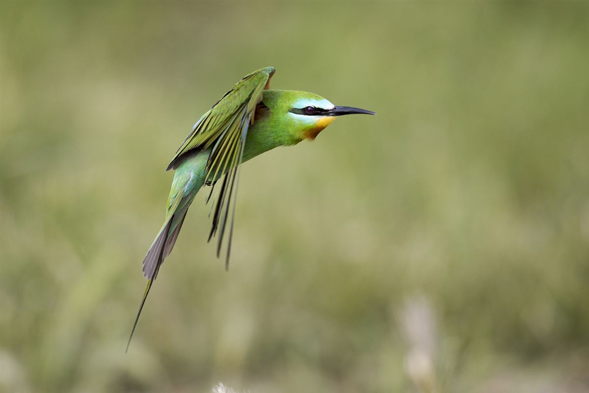 Blue-cheeked Bee-eater