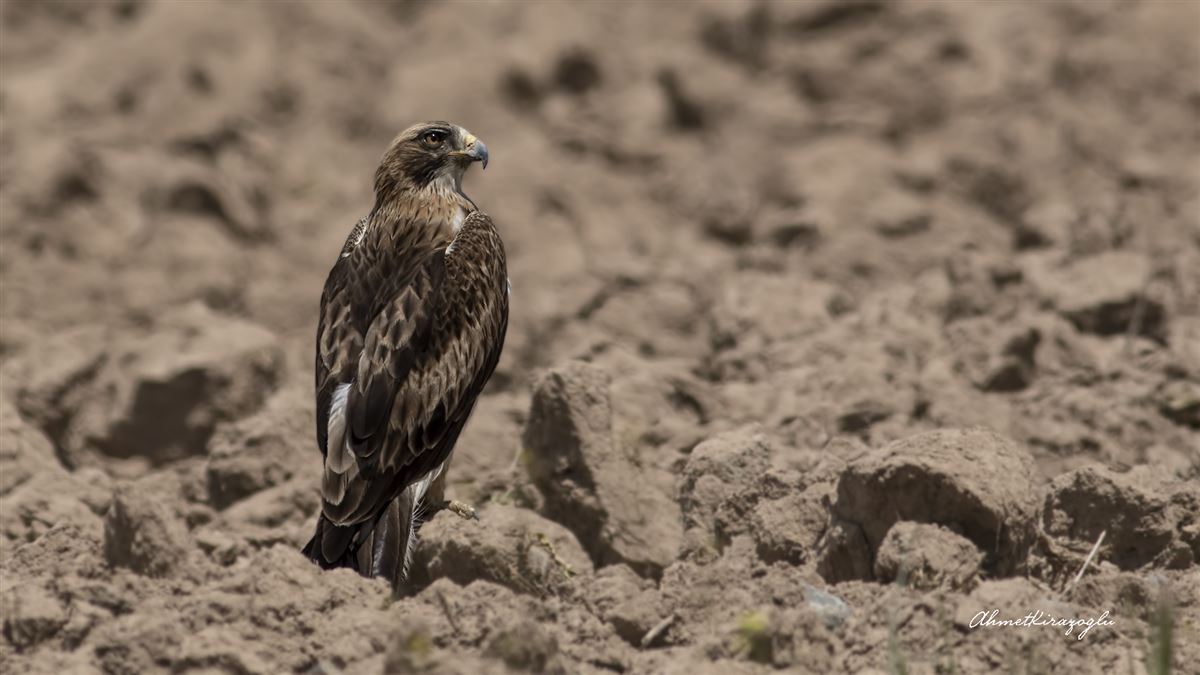Booted Eagle