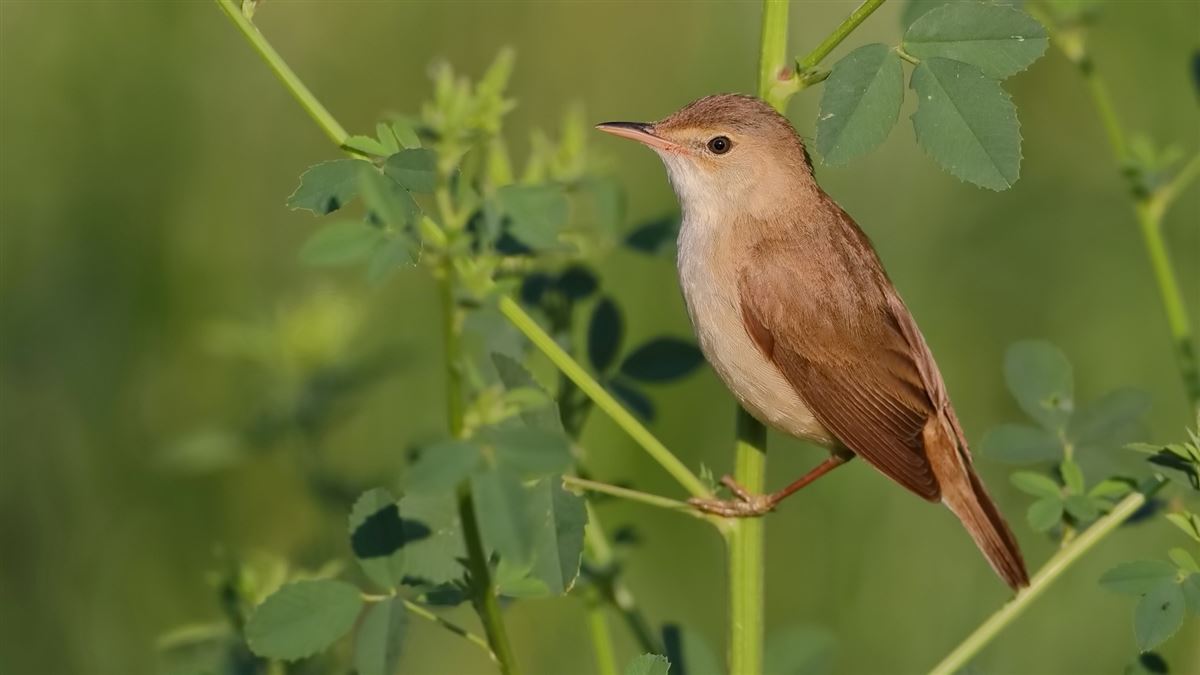 Common Reed Warbler