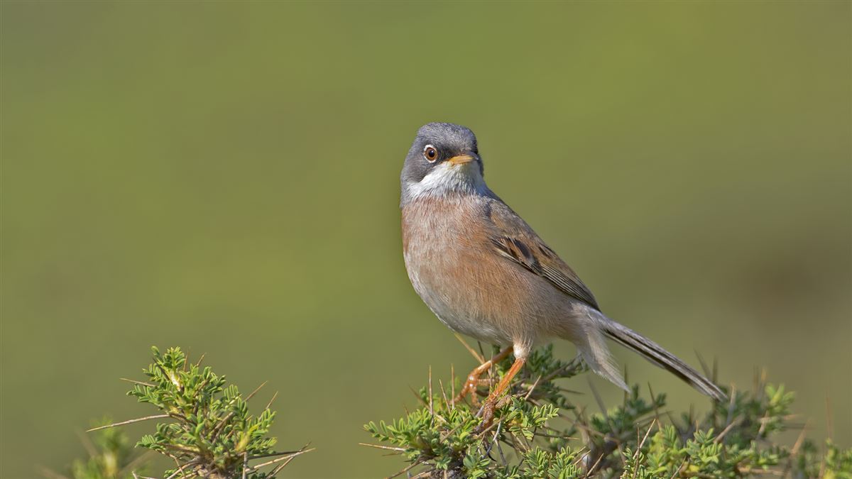 Spectacled Warbler