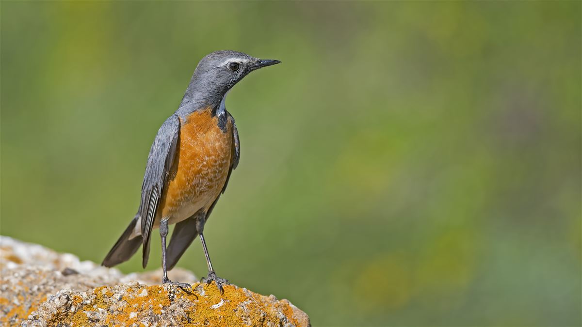 White-throated Robin