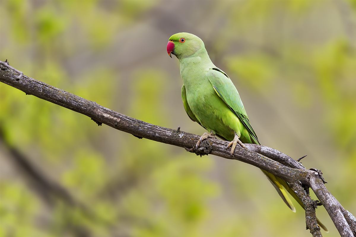 Rose-ringed Parakeet