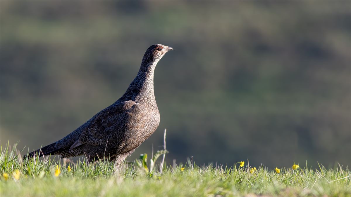 Caucasian Grouse
