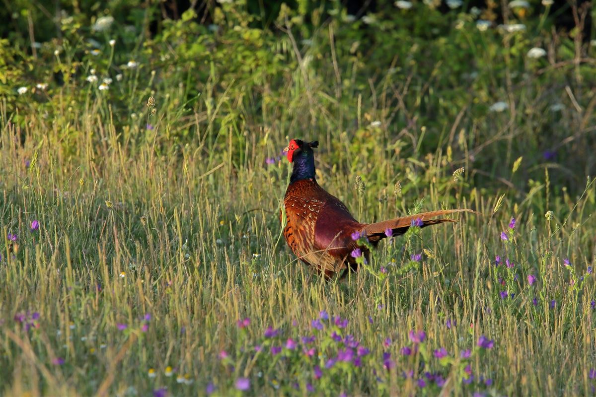 Common Pheasant