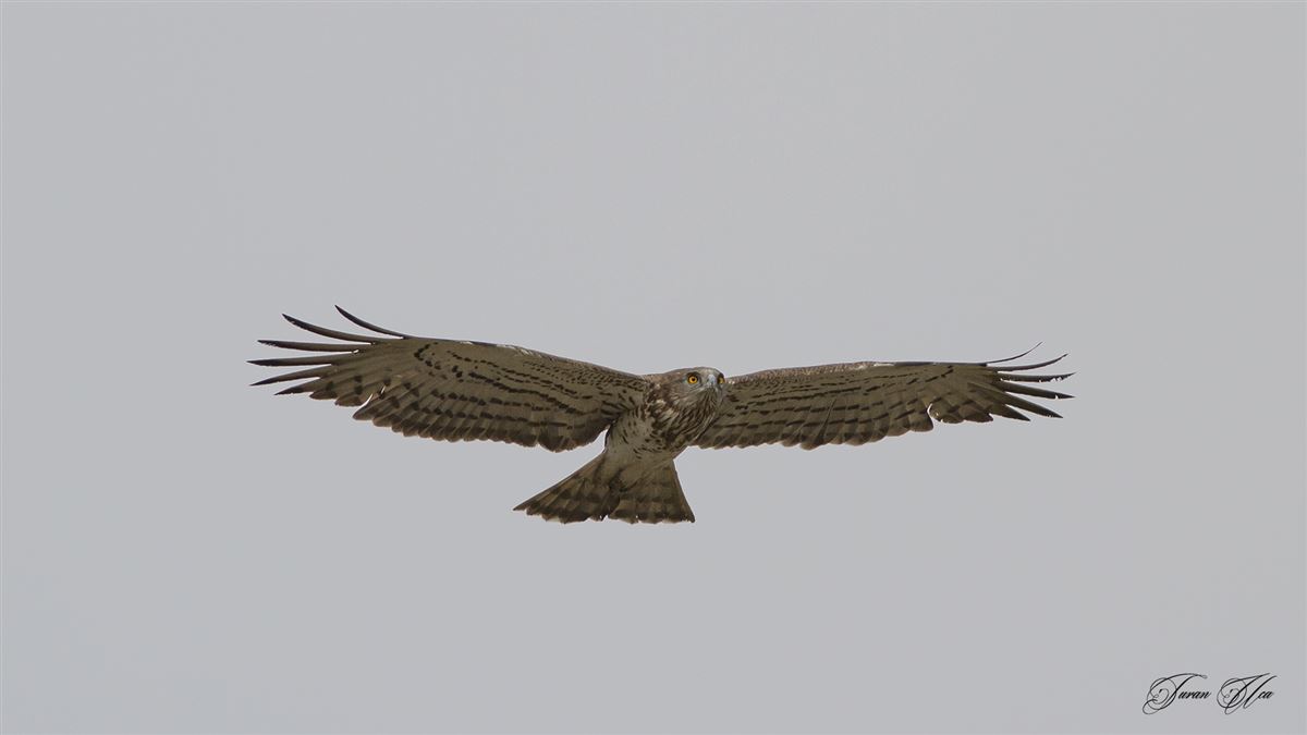 Short-toed Snake Eagle