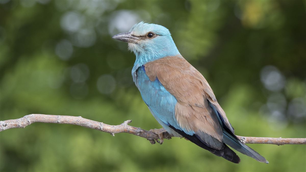 European Roller