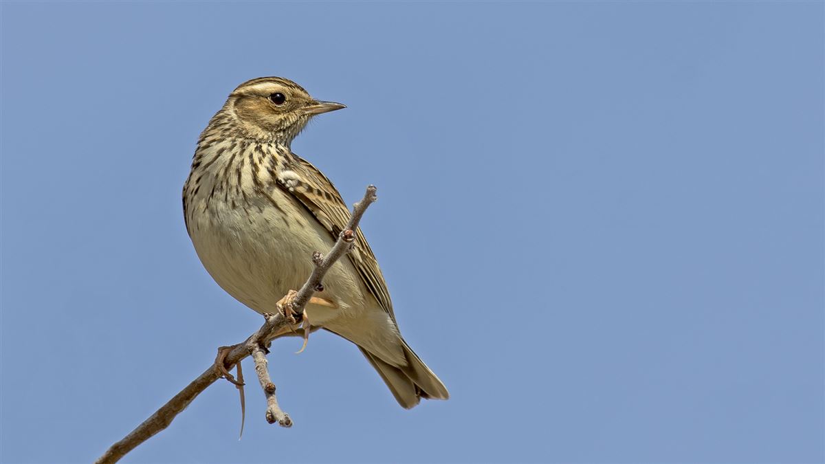 Orman toygarı