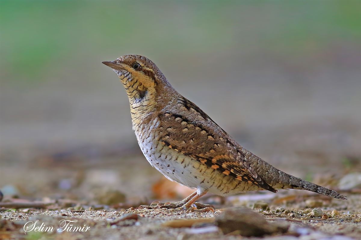 Eurasian Wryneck
