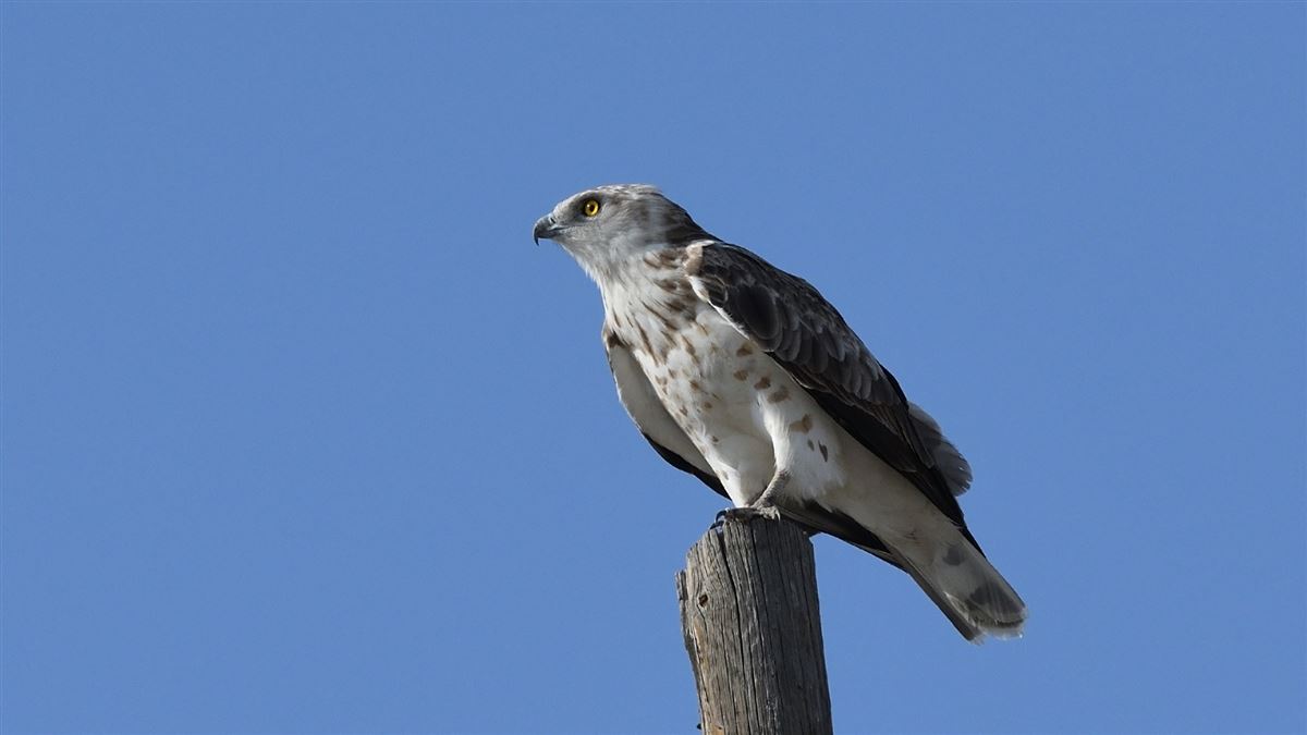 Short-toed Snake Eagle
