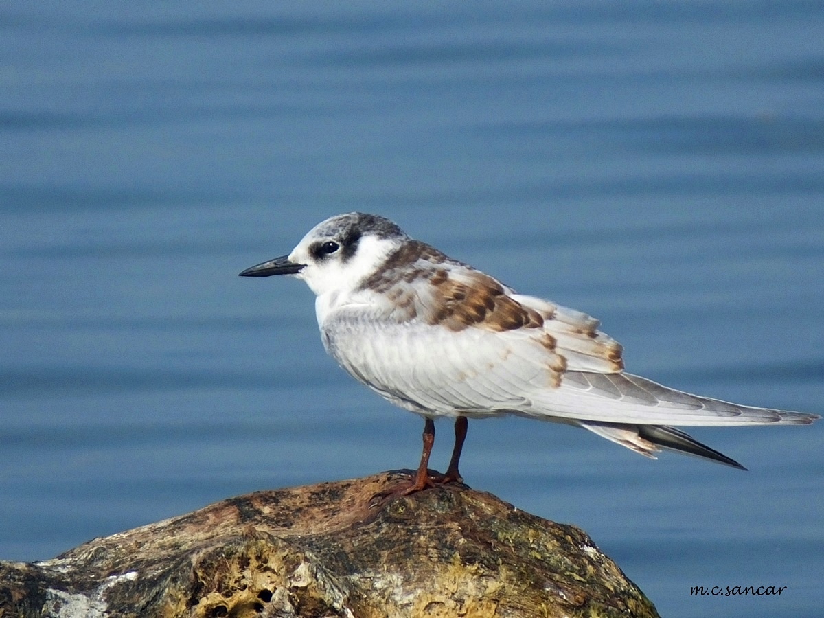 Whiskered Tern