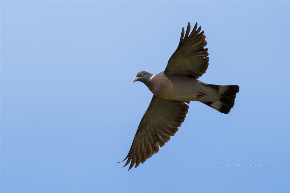 Common Wood Pigeon