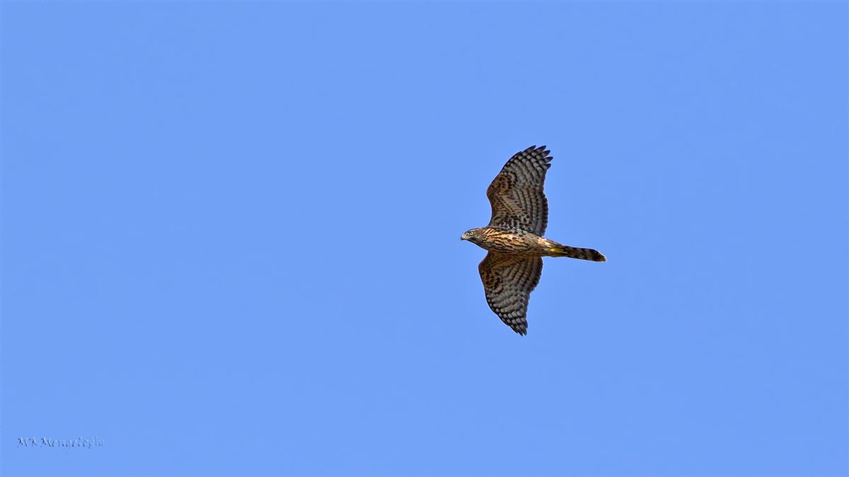 Eurasian Goshawk