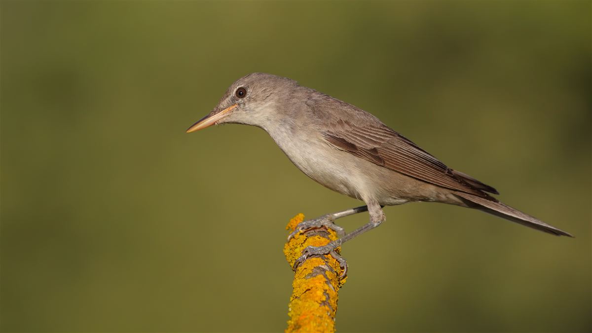Olive-tree Warbler