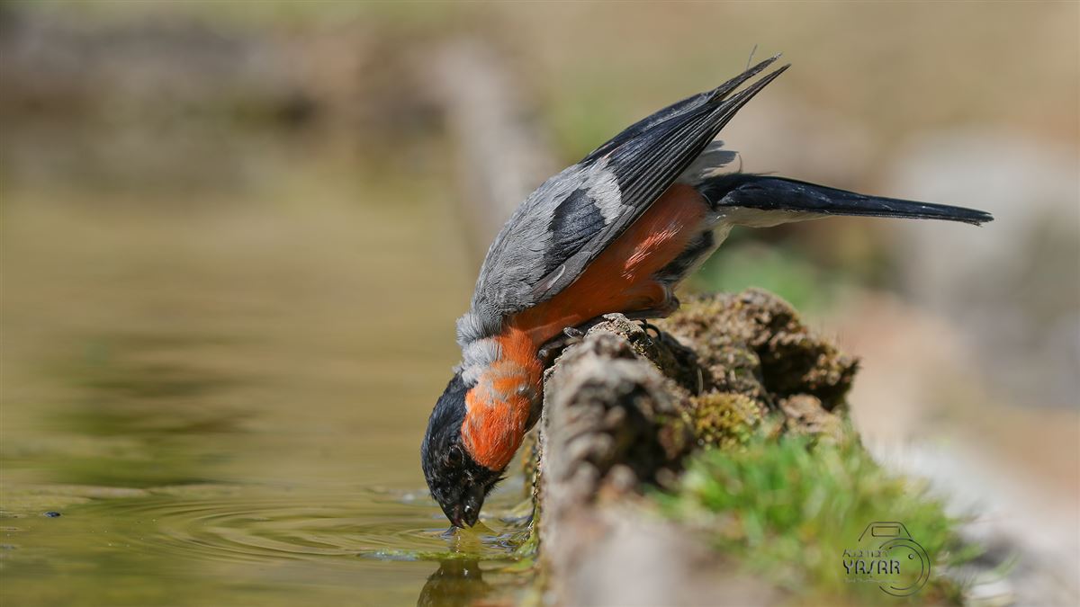 Eurasian Bullfinch