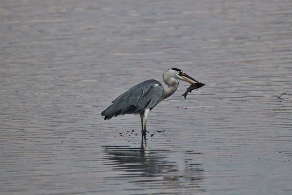 Grey Heron