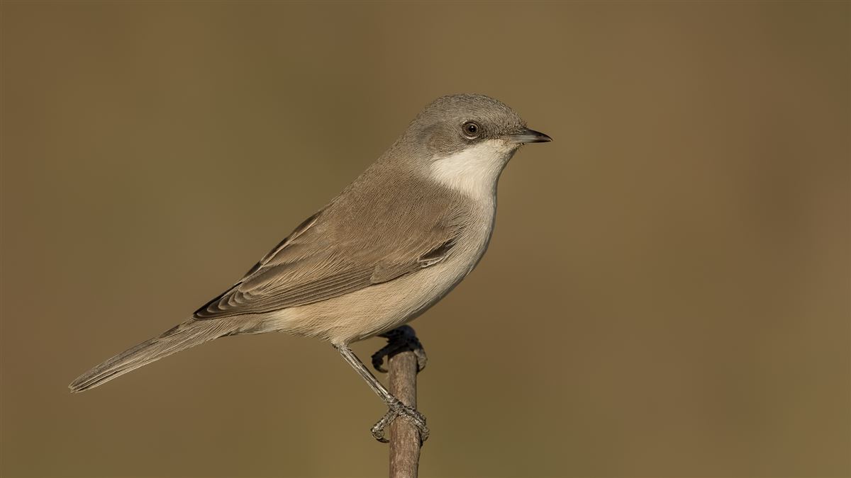 Lesser Whitethroat