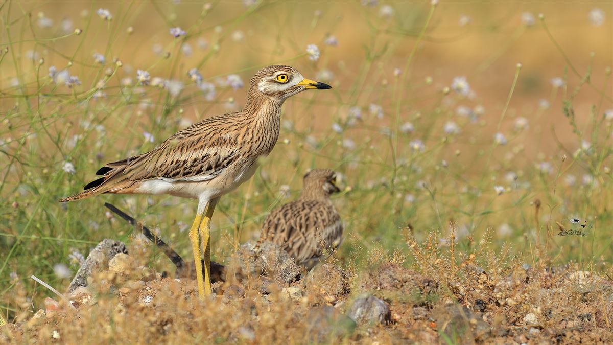 Eurasian Stone-curlew