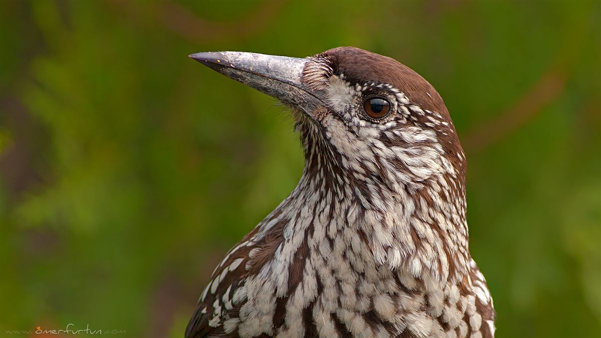 Northern Nutcracker