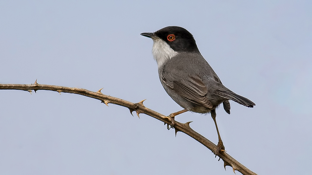 Sardinian Warbler
