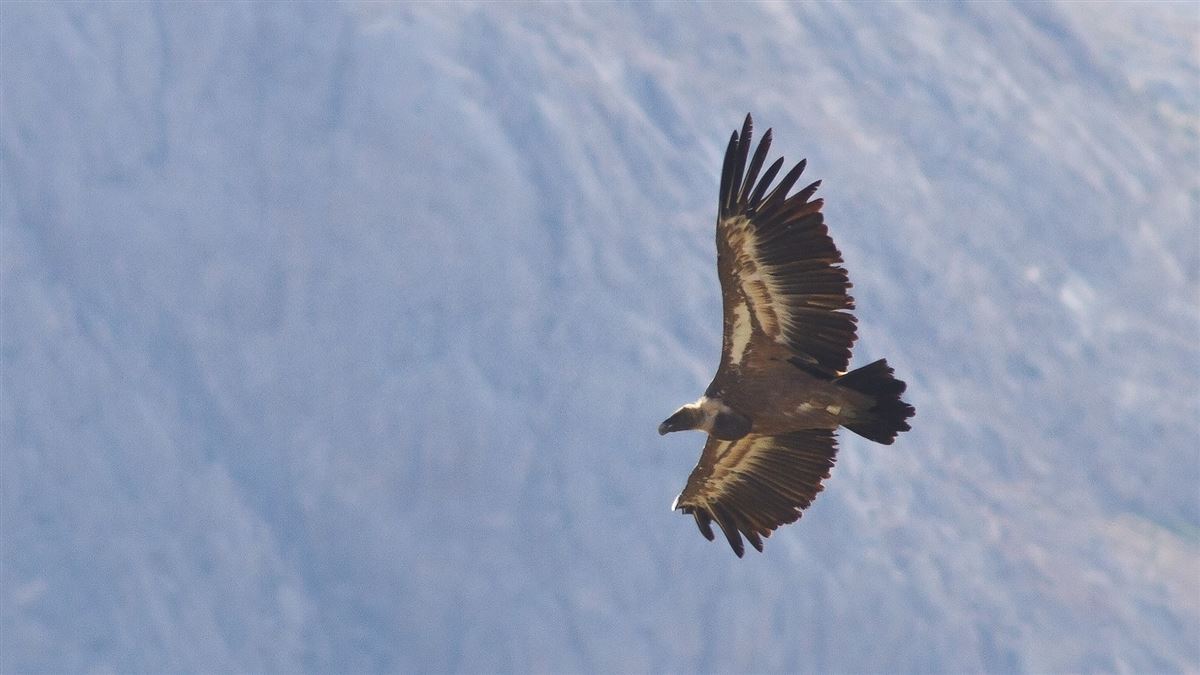 Griffon Vulture