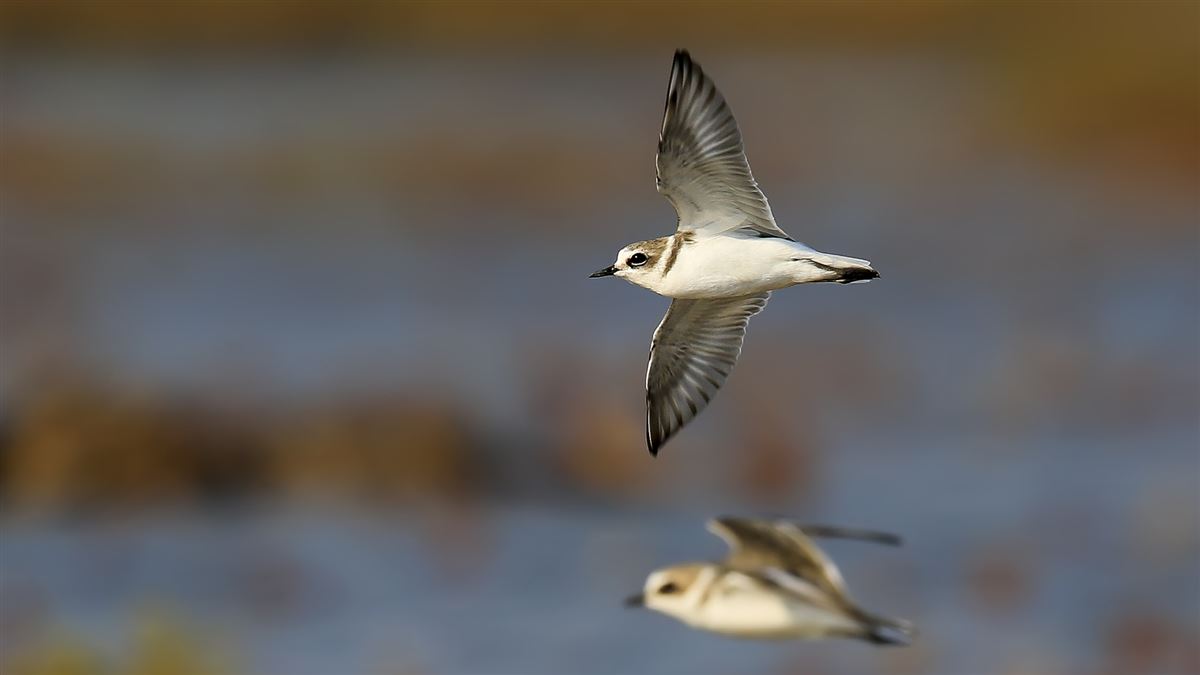 Kentish Plover