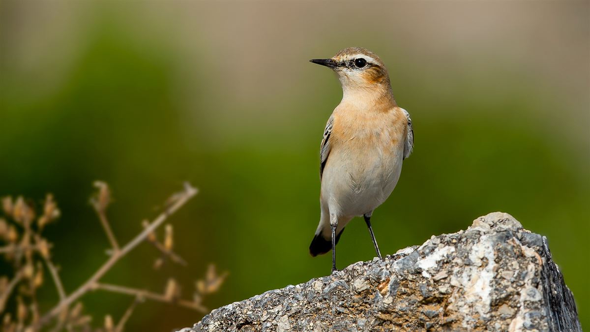 Northern Wheatear