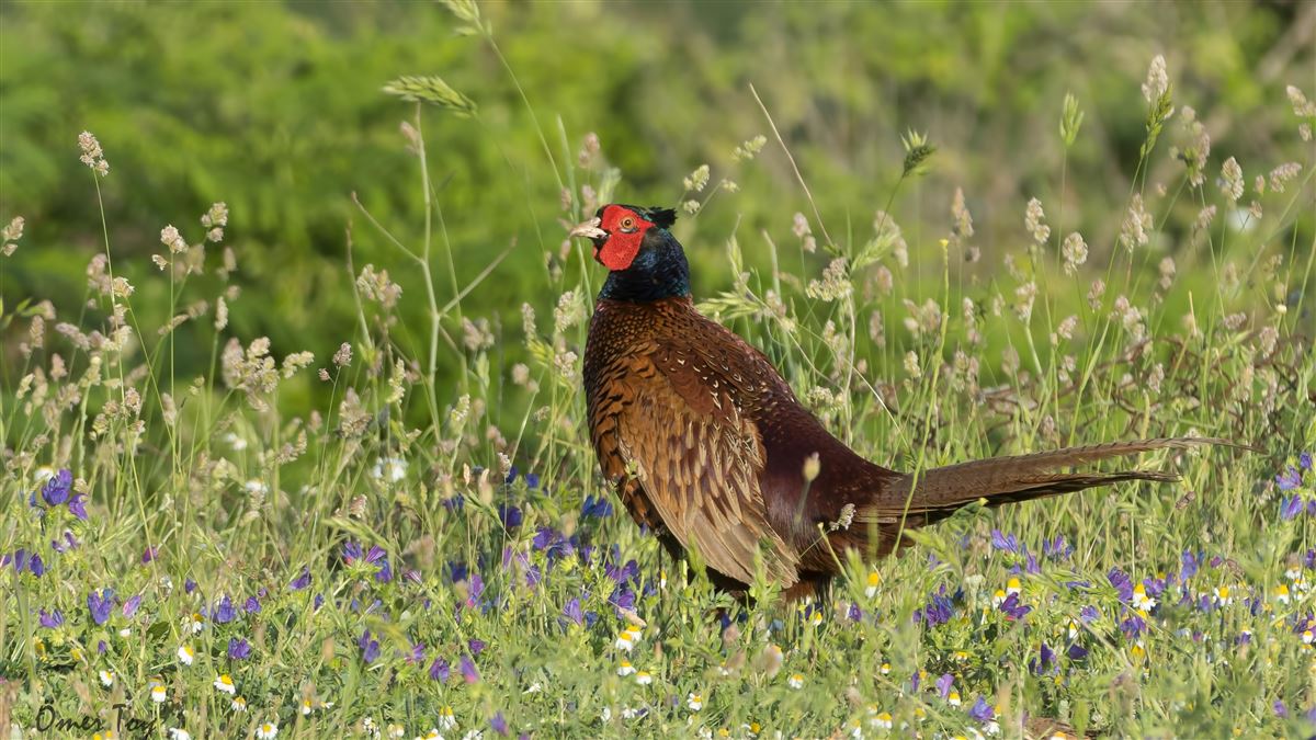 Common Pheasant