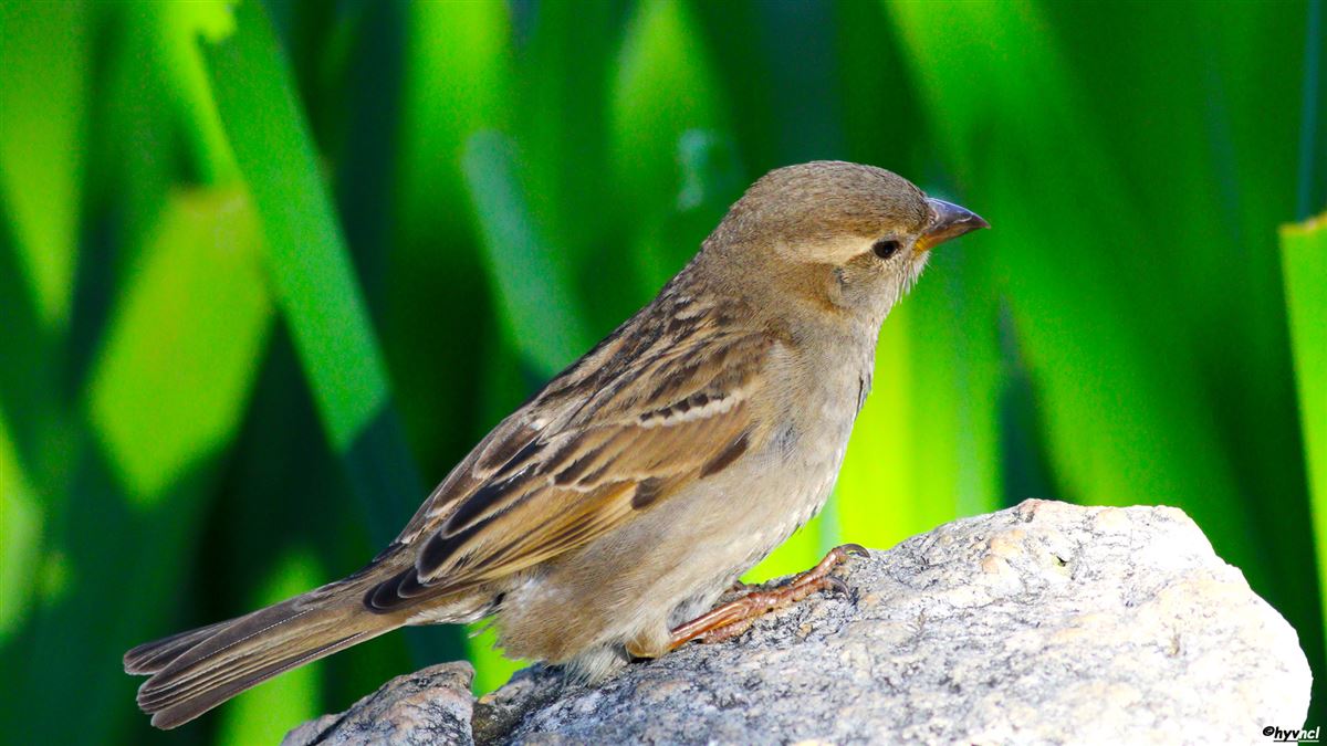 House Sparrow