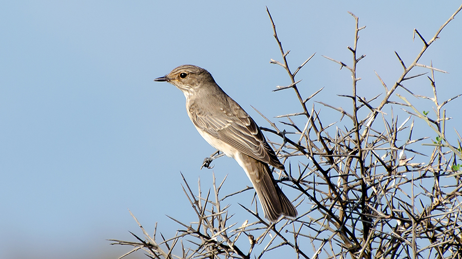 Spotted Flycatcher