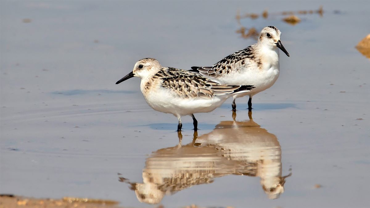 Sanderling