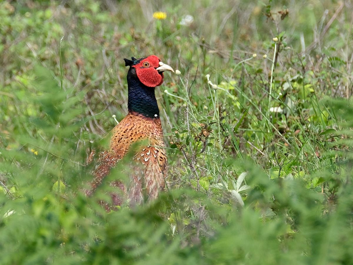 Common Pheasant