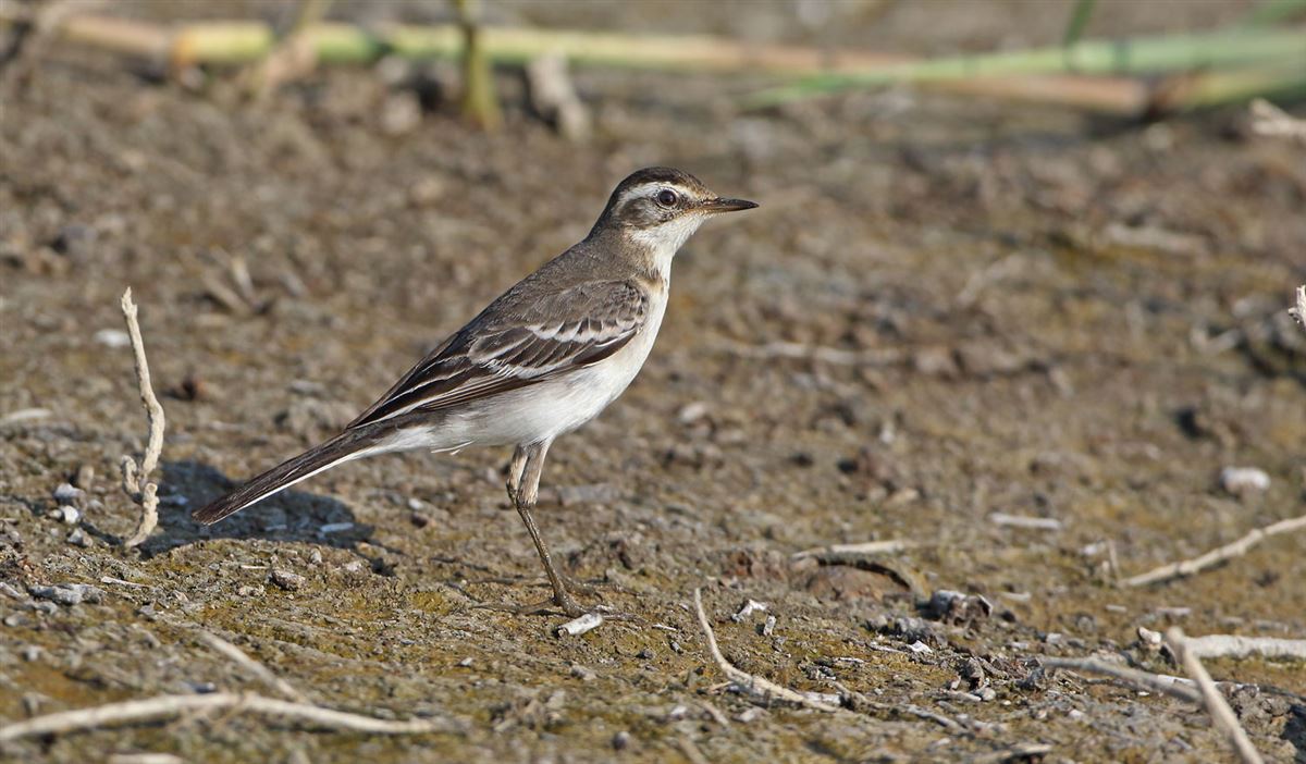 Citrine Wagtail