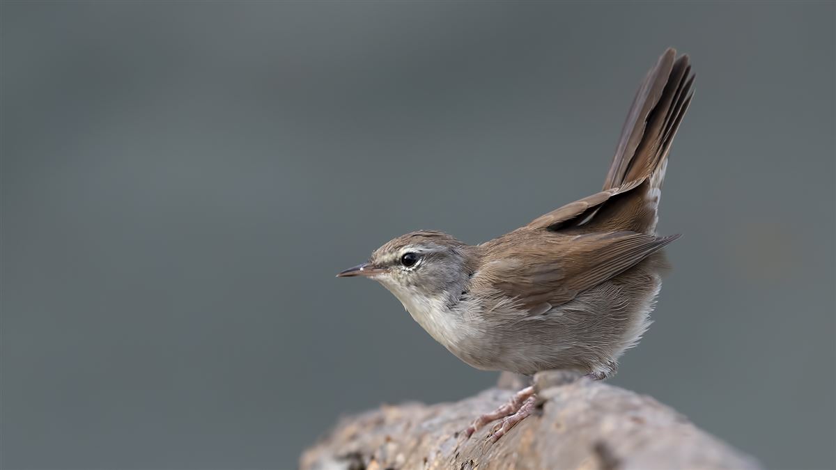 Cetti`s Warbler