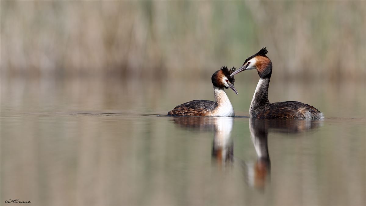 Great Crested Grebe