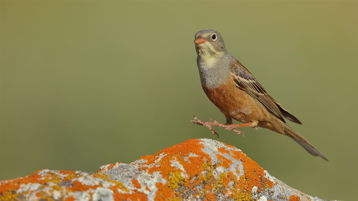 Ortolan Bunting