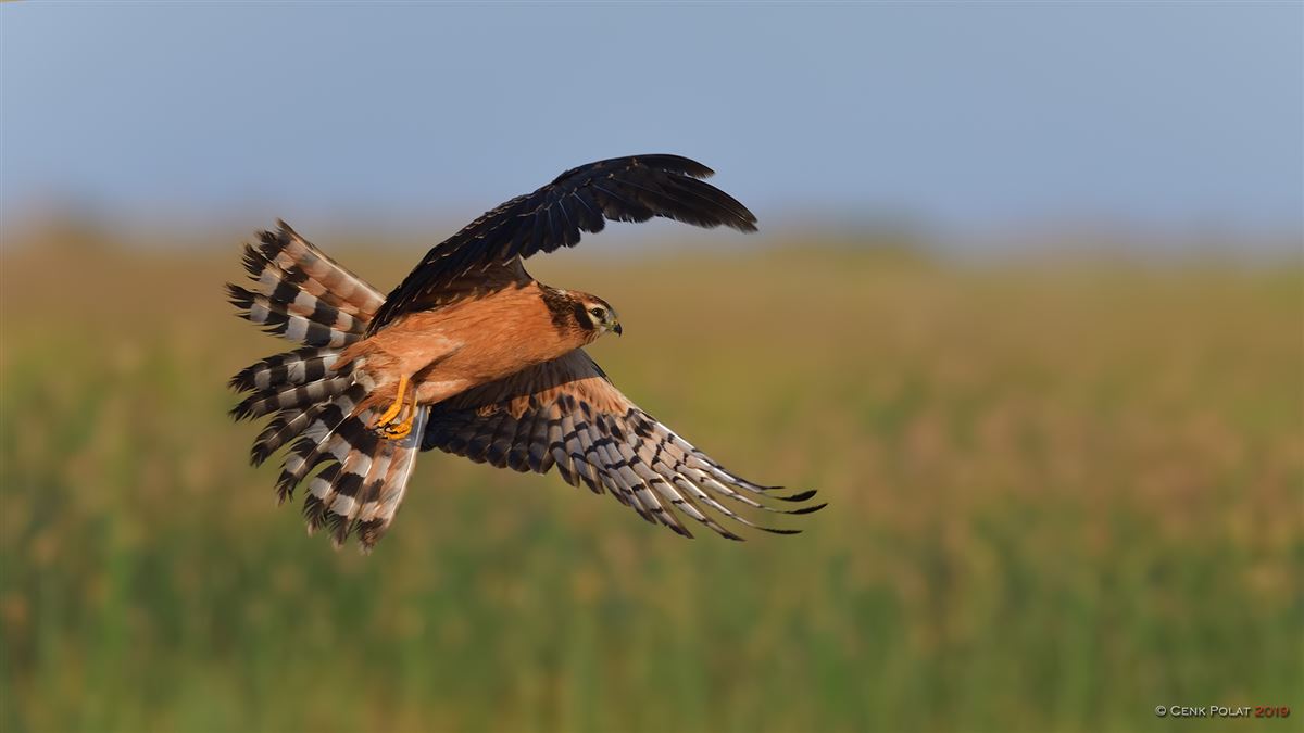 Montagu`s Harrier