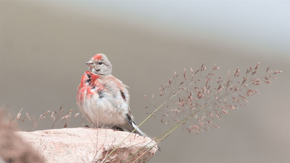Common Linnet