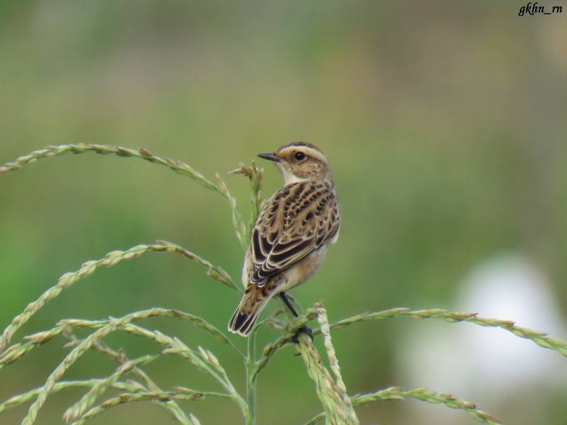Whinchat