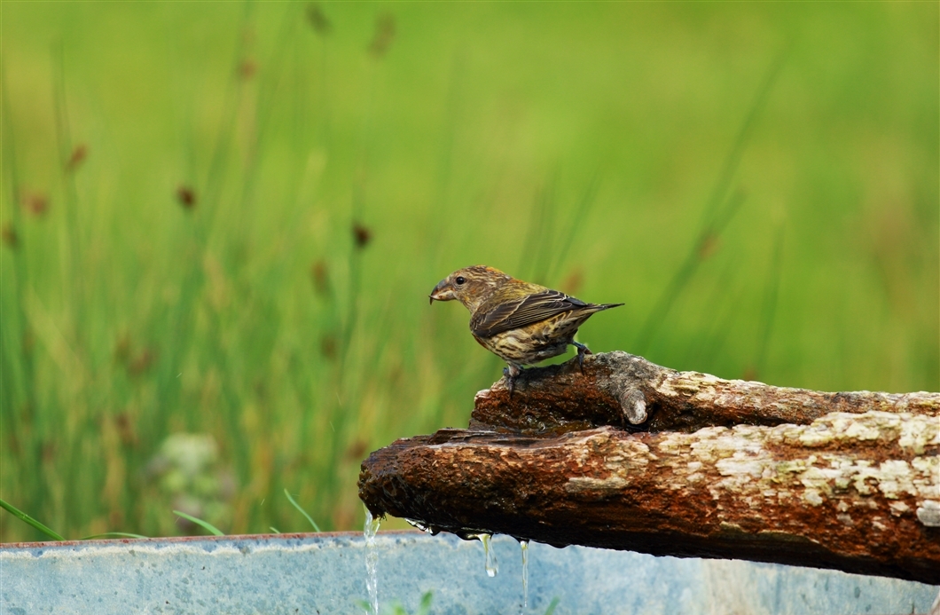 Red Crossbill